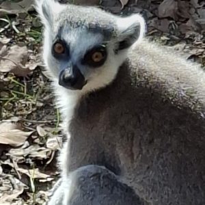 Vadocz-Somodi Szandra