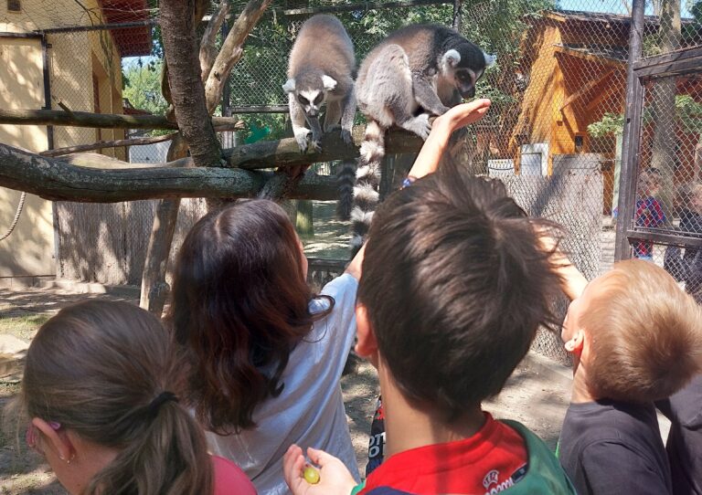 Általános iskola felső tagozat