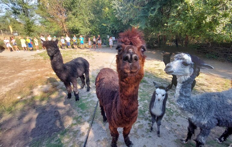 Zootábor 2026 jelentkezés