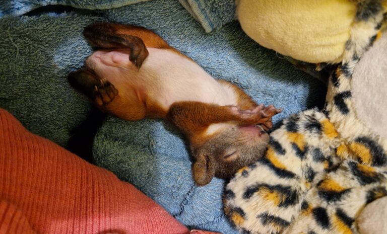 Természetvédelmi Mentőközpont