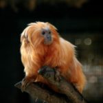 Arany oroszlánmajom (Leontopithecus rosalia)