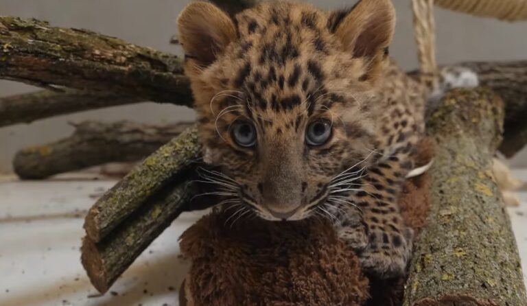 Szegedi Vadasparkért Alapítvány