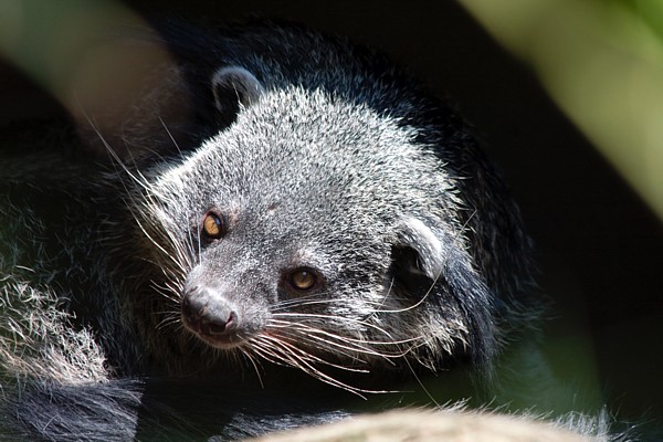 Binturong (Arctictis binturong)
