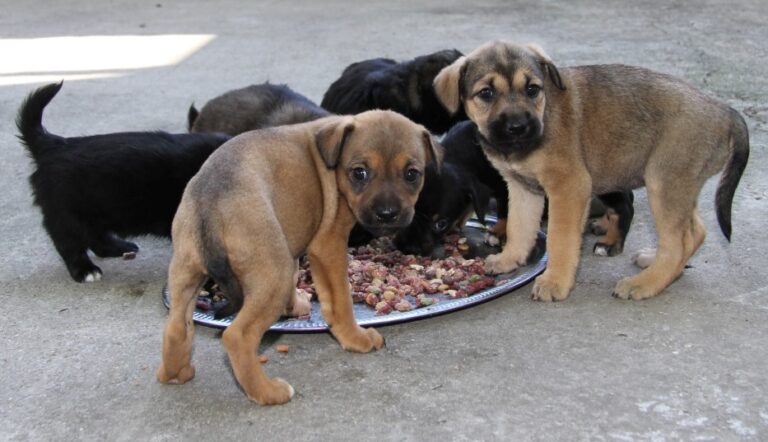Állatvédelmi Központ, Ebrendészet Szeged