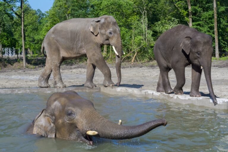 Ázsiai elefánt (Elephas maximus)