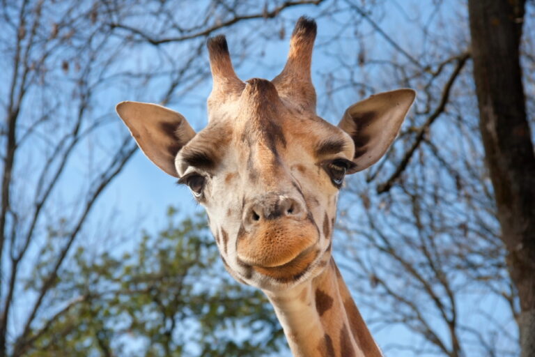 Prețurile biletelor