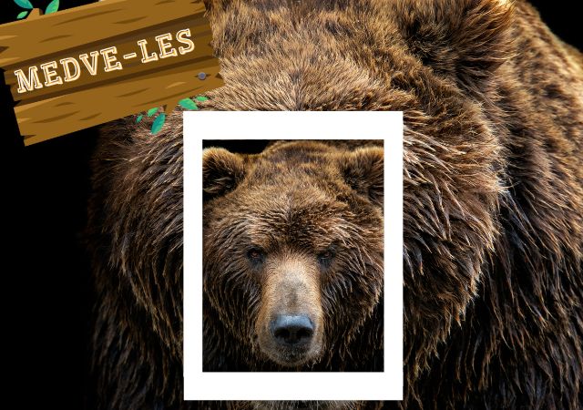 Bear Hunt: How Long Will Winter Last?