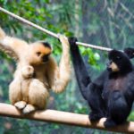 Aranyarcú gibbon (Nomascus gabriellae)