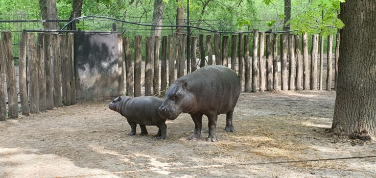 Pygmy hippopotamus