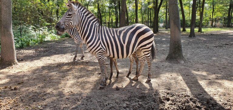 Plains zebra