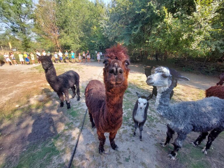 Március 23-án indul a jelentkezés az idei táborra!