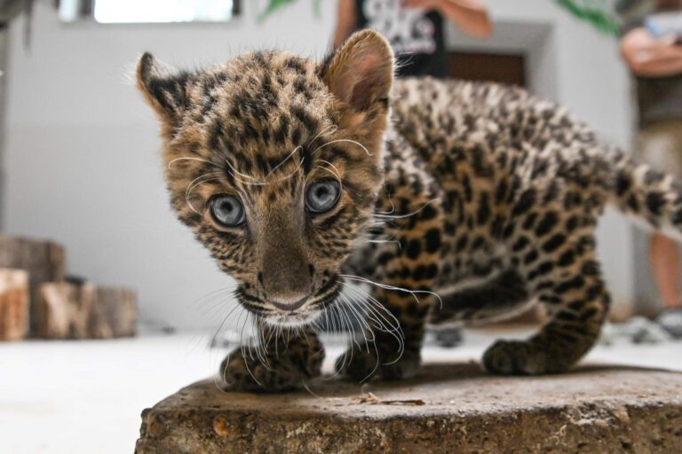 Poldi, the popular North Chinese leopard from Szeged Zoo, has moved to Kecskemét
