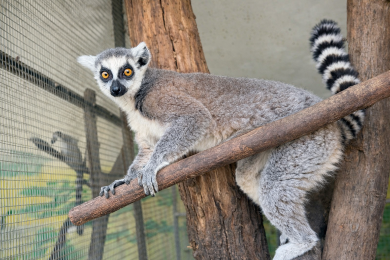 Szegedre került a fővárosban lefoglalt gyűrűsfarkú maki