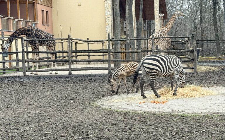 Már a kifutóban látható a kis zebránk – de hogyan nevezzük?