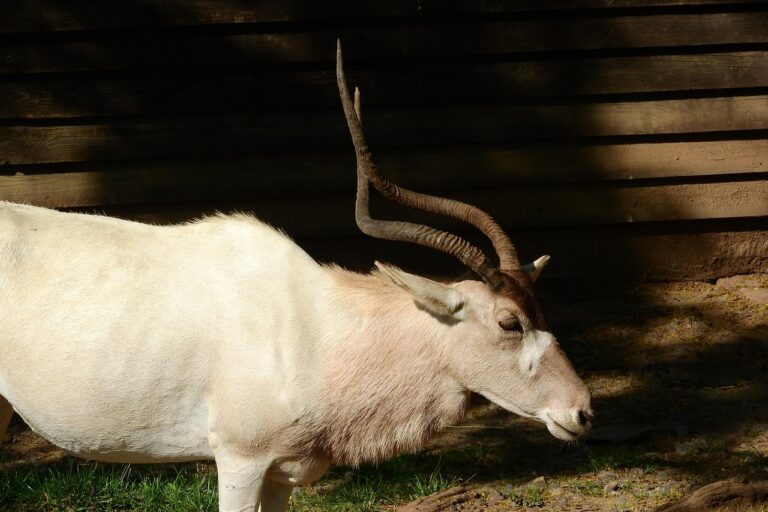 Addax