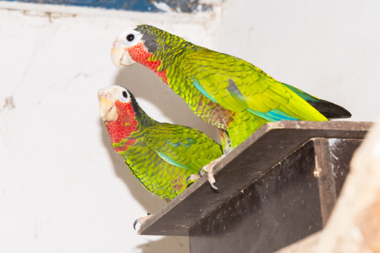 Papagalul amazon cubanez