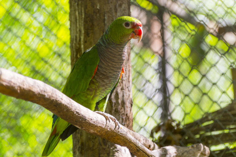 Papagalul cu pieptul violet