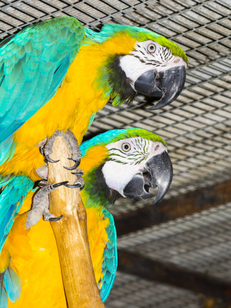 Papagalul galben-albastru