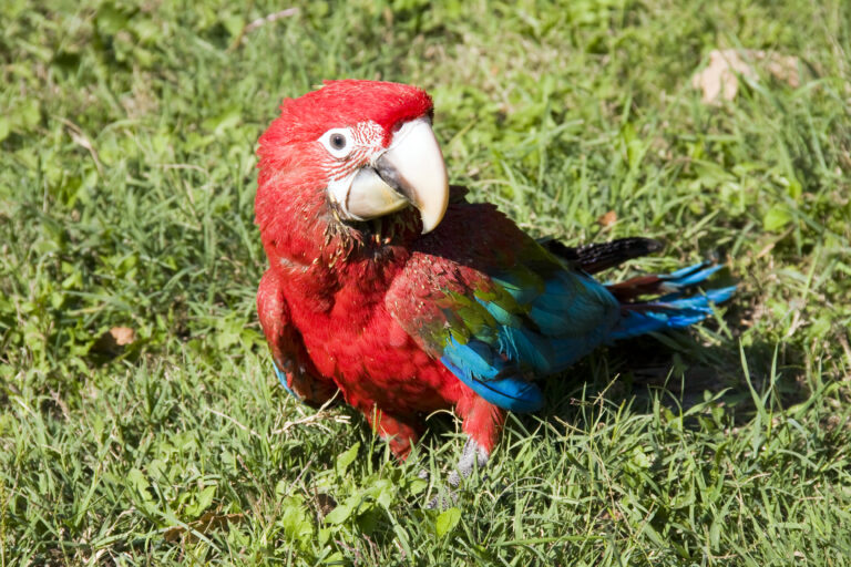 Papagal cu aripi verzi