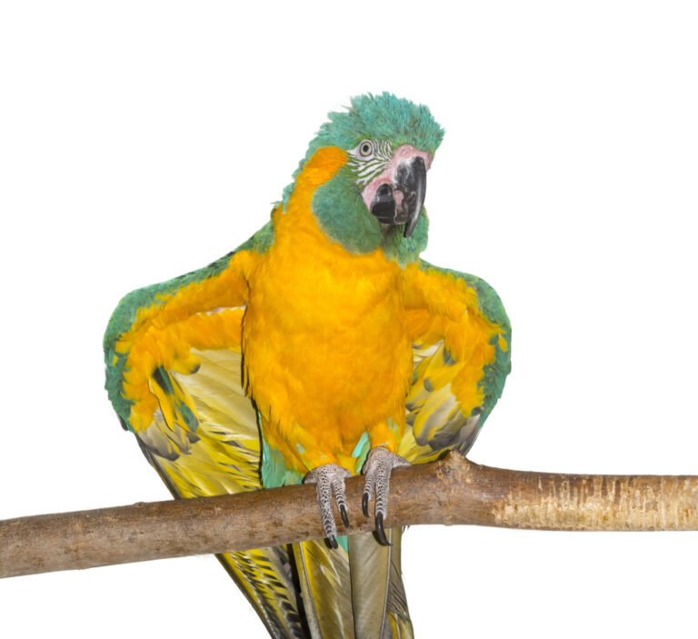 Papagalul cu gat albastru