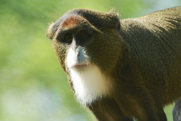 De Brazza’s monkey