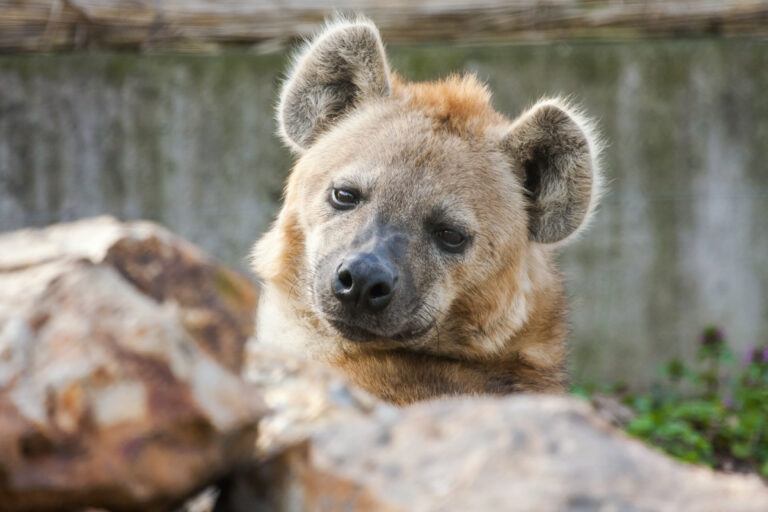 Spotted Hyena