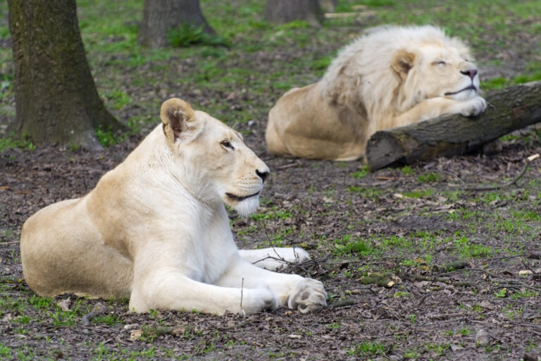 Animal talk&feeding: Leul sud-african