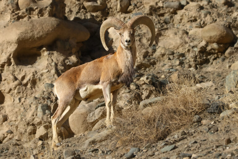 Oaia sălbatică asiatică