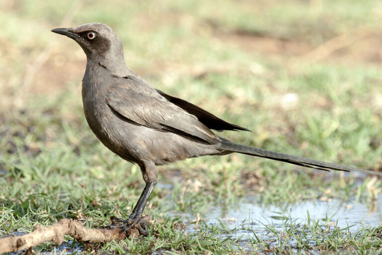 Unicolored Starling