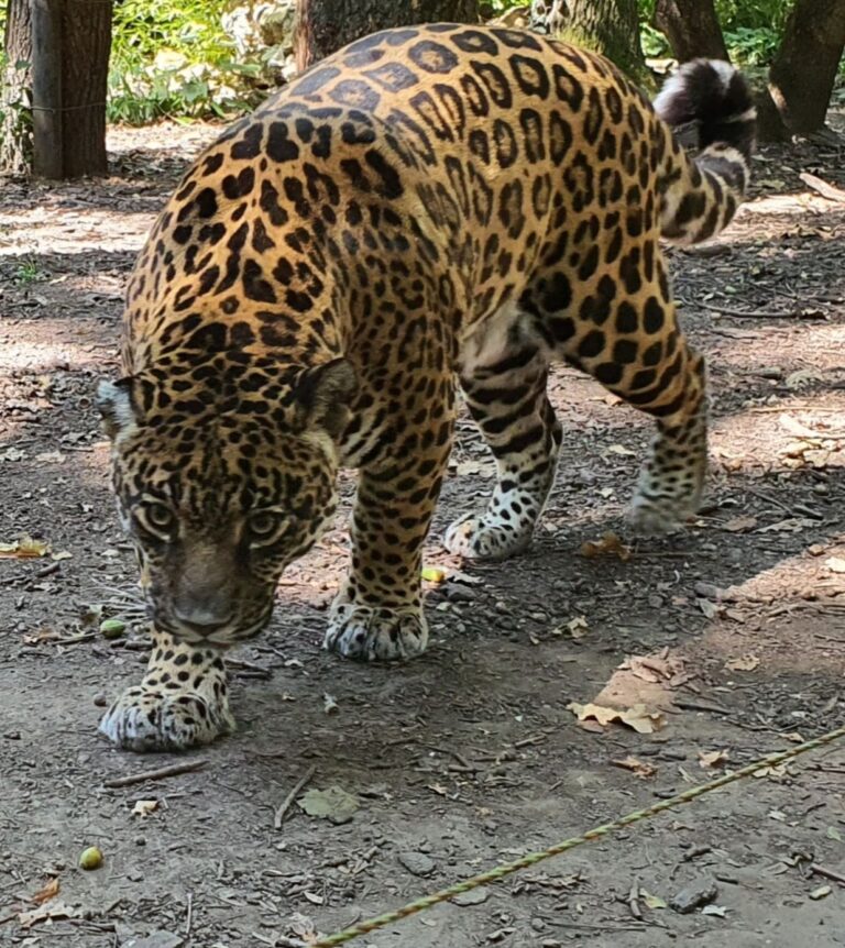 Jaguar,