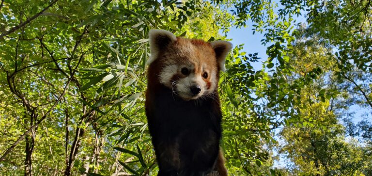 Red panda,