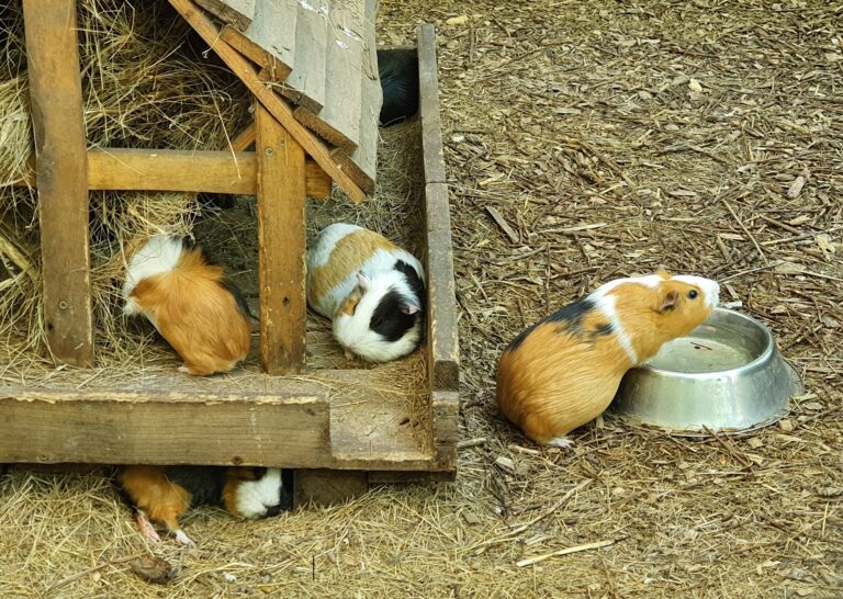 Guinea pig,