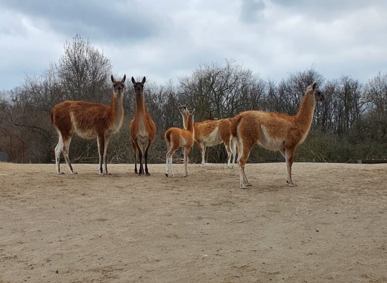 Guanaco,