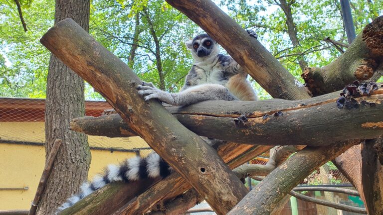 Ring-tailed lemur,