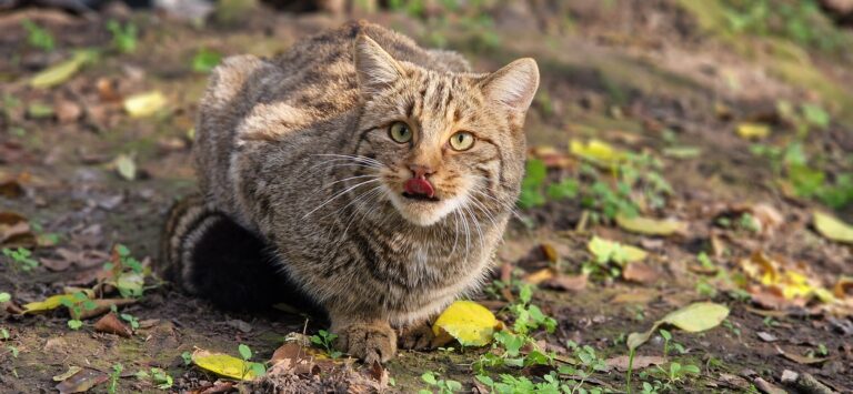 Wild cat,