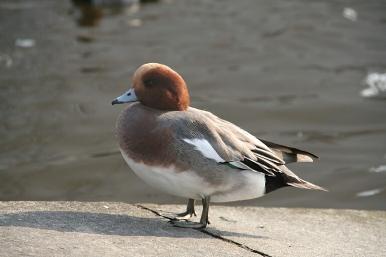 Eurasian Wigeon