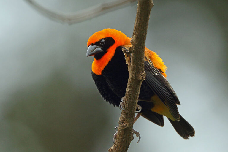 Black bishop