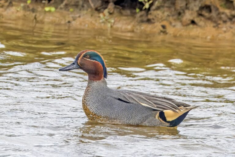 Common Teal