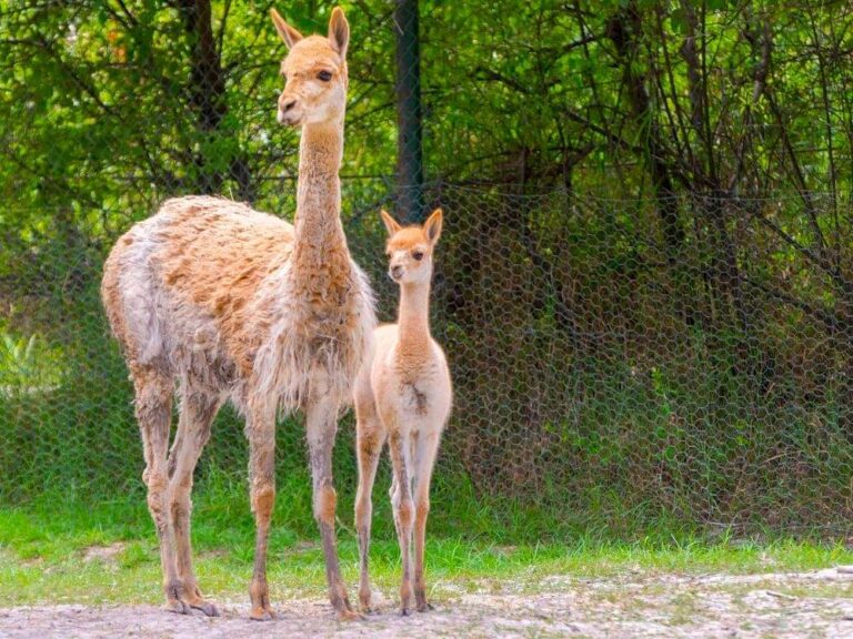 Vicuna,