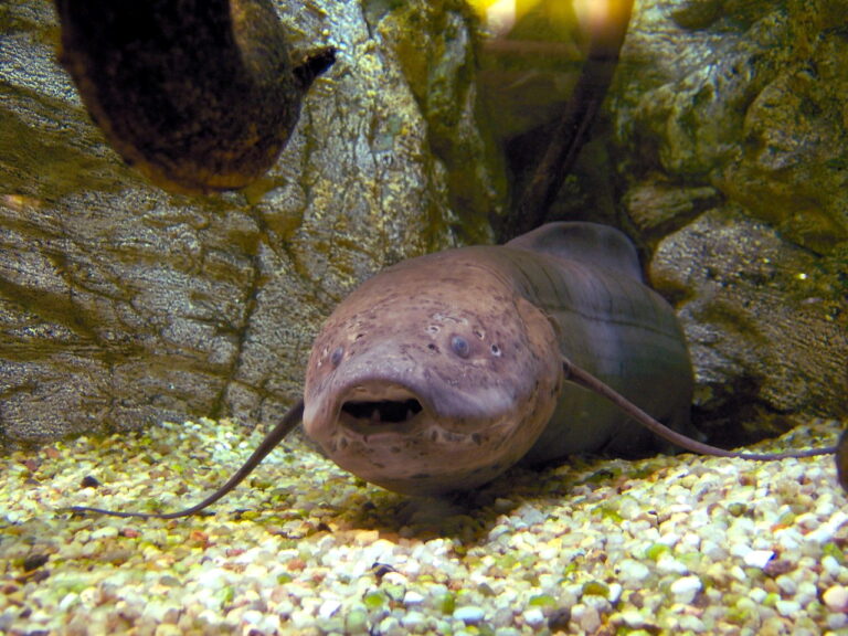 West African Lungfish