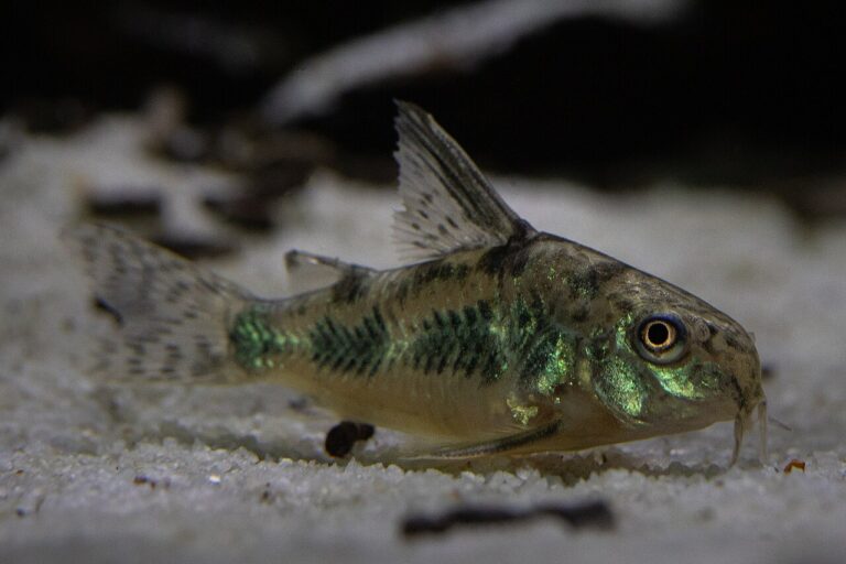 Peppered cory catfish