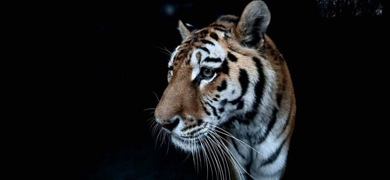 Siberian tiger
