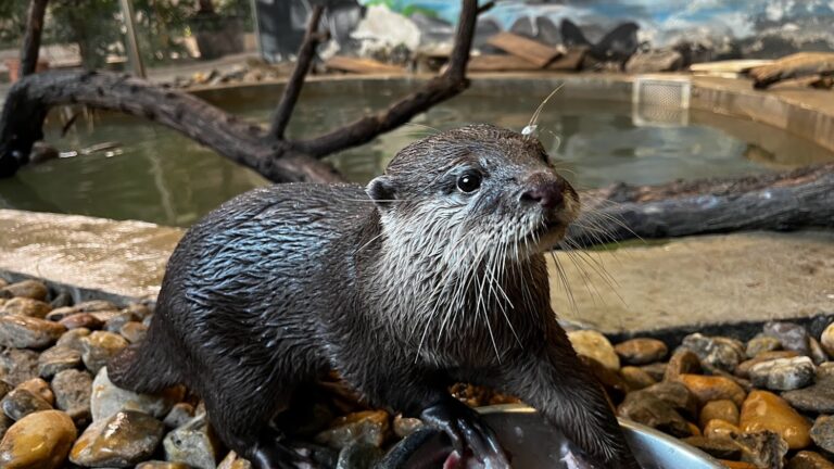 Asian small-clawed otter,