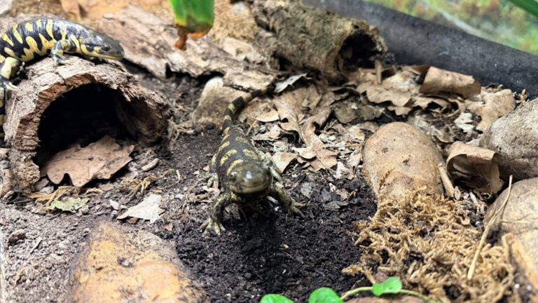 Tiger salamander