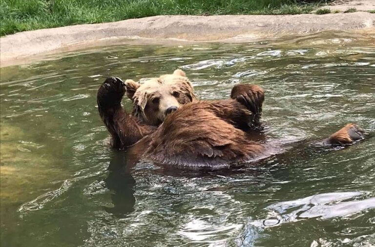 Brown bear,