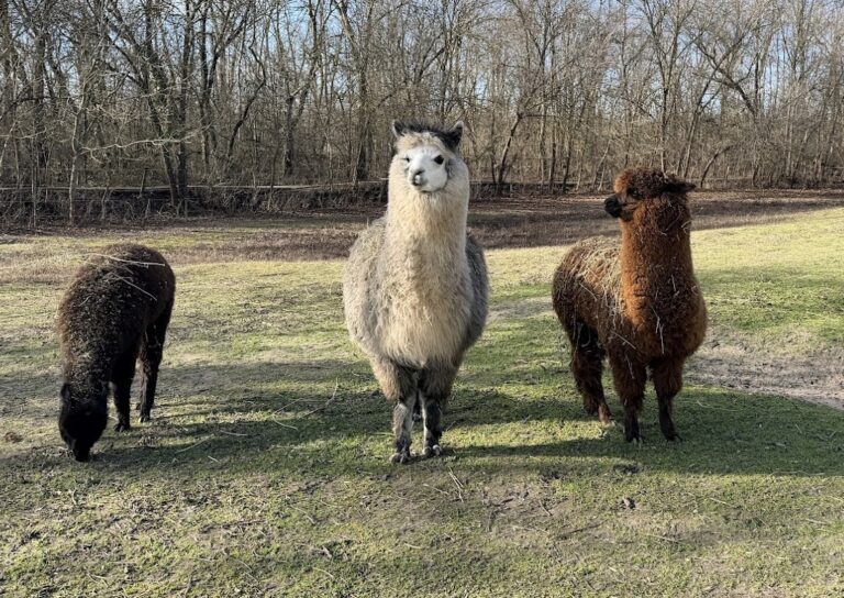 Alpaca,