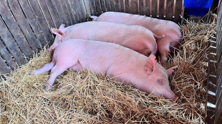 Hog,