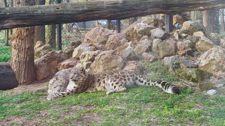 Love is in the air… The Szeged snow leopards have paired up!