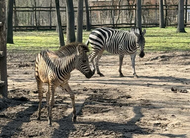 Zelma lett a zebracsikónk neve!