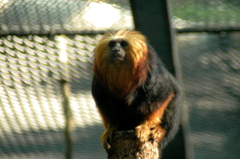 Golden headed lion tamarin,